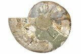 Cut & Polished Ammonite Fossil (Half) - Madagascar #233662-1